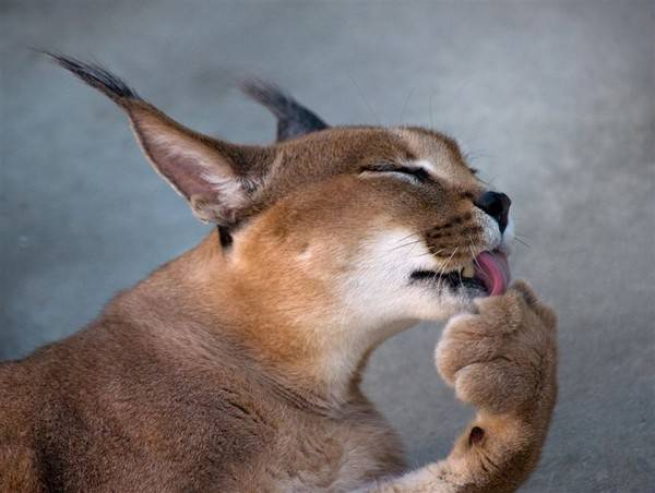 Каракал — большая кошка для любителей экзотики