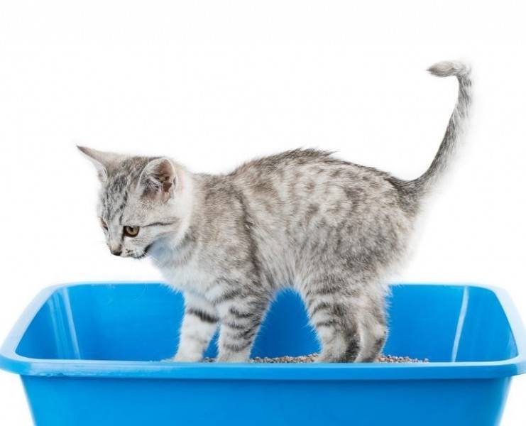 Как приучить котенка к лотку за 1 день: быстро и эффективно