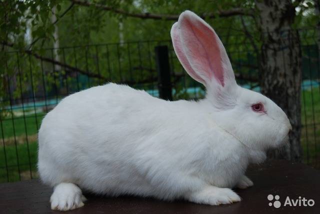 Порода кроликов белый великан: описание, отзывы, содержание, цена, уход, характеристика, особенности
