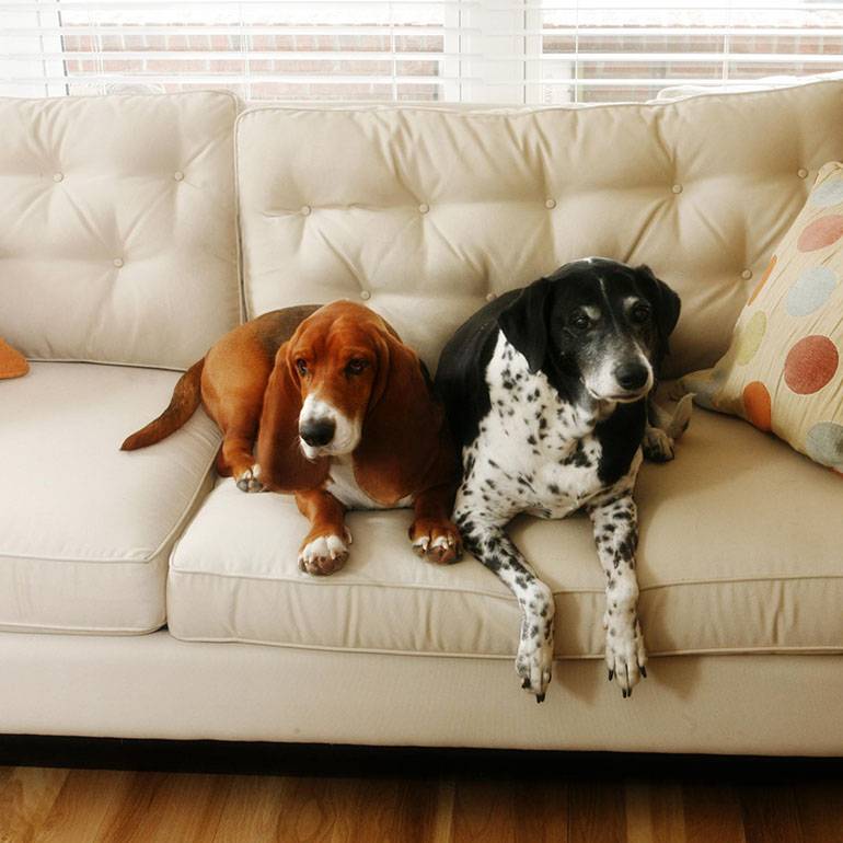 Топ-10 собак для квартиры: лучшие породы, которые стоит завести
