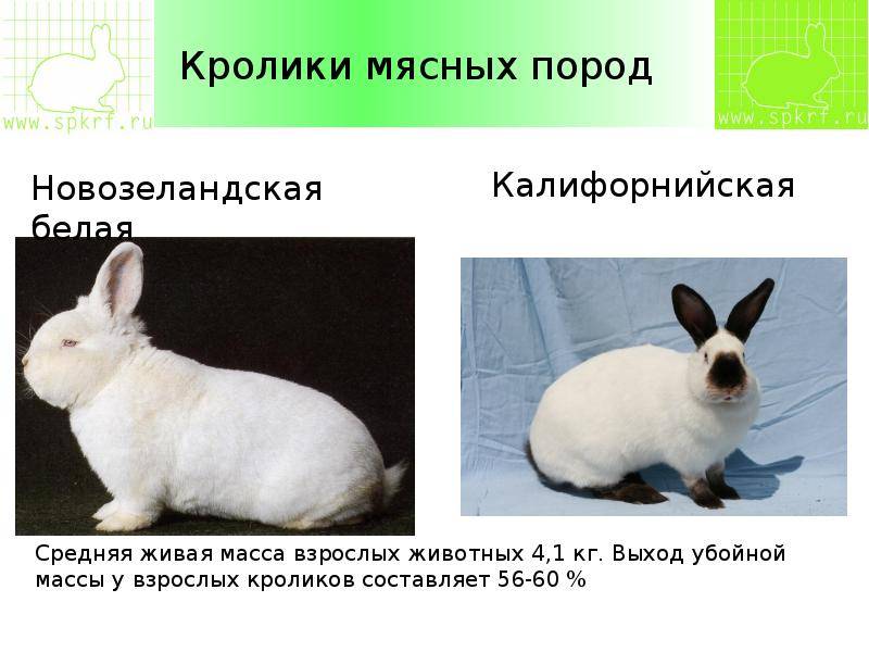 Кролик белый великан: описание породы, отзывы, фото