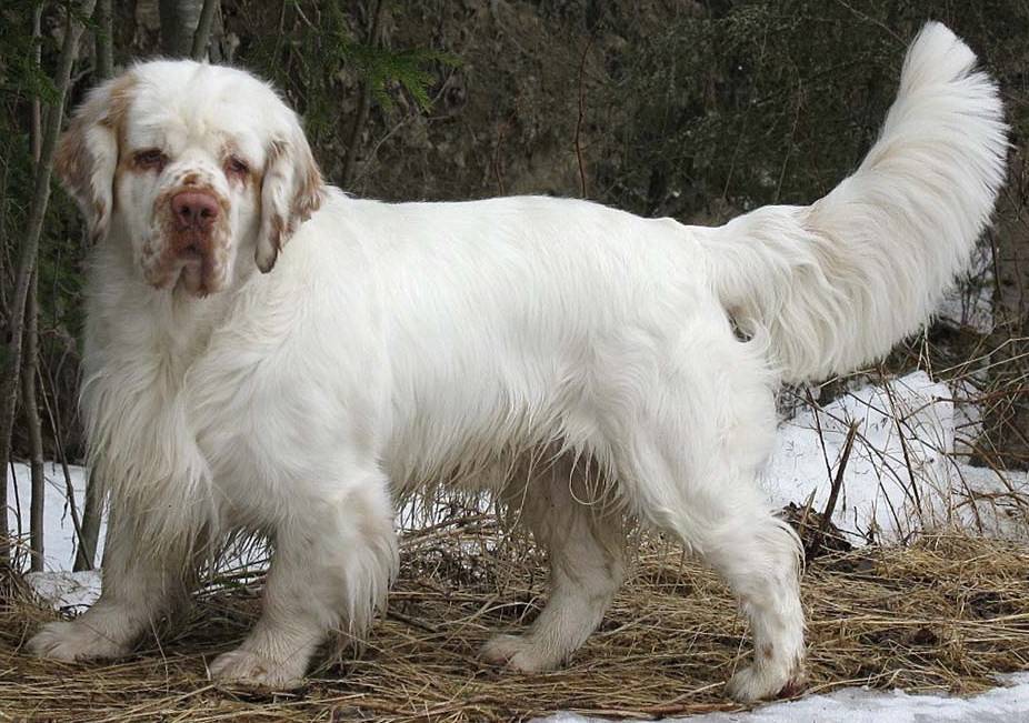 Вельш-спрингер-спаниель: описание породы собак с фото и видео
