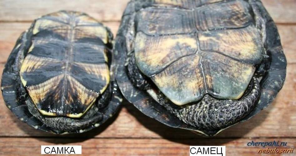6 верных способов определить пол красноухой черепахи