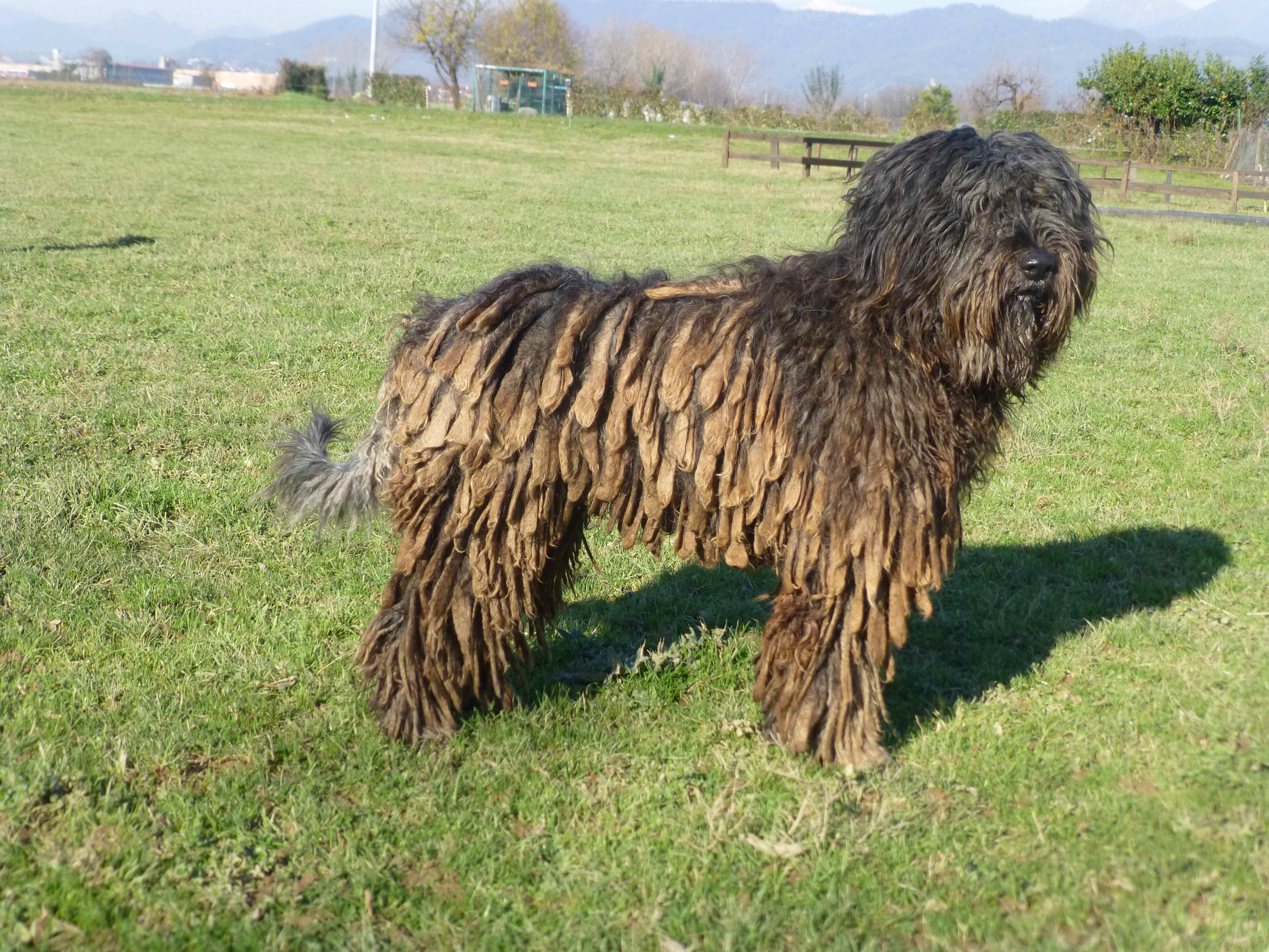 Бергамская овчарка: особенности породы бергамаско, содержание и уход за пастушьей собакой в дредах