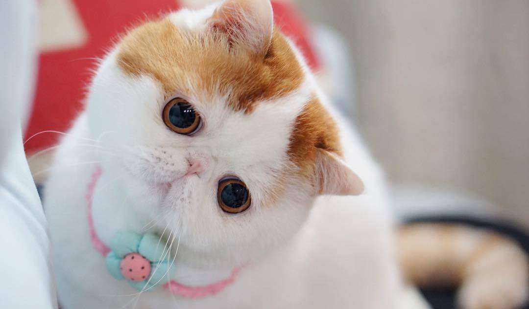 Породы кошек с голубыми глазами: топ10 с фото и названиями