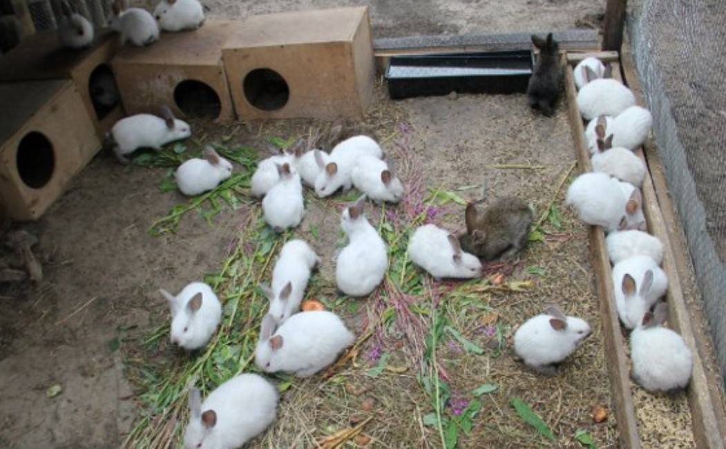 Как разводить и содержать кроликов в домашних условиях