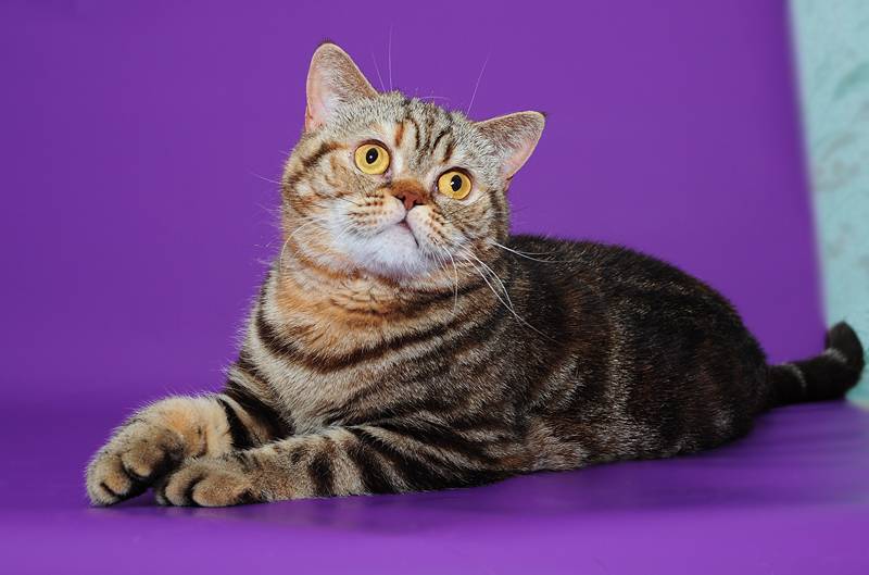 Популярные окрасы британских кошек c фото и описанием
