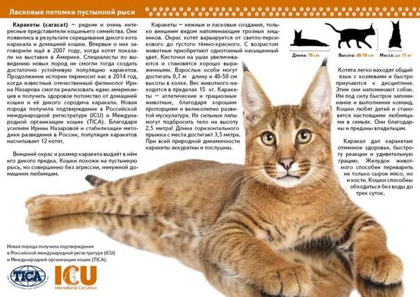 Кошка каракет: описание породы, характер, советы по содержанию и уходу, фото