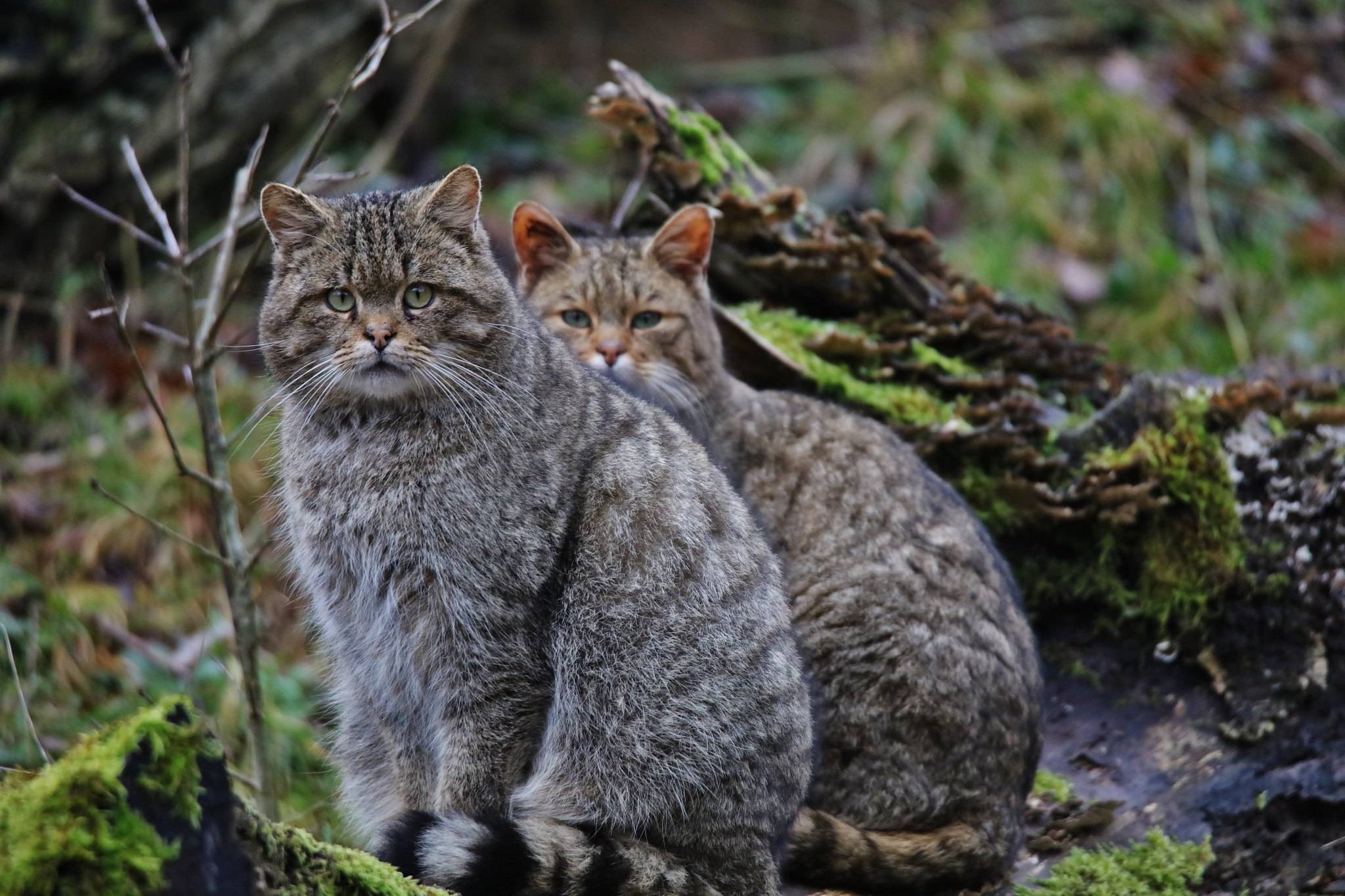 Европейская короткошерстная кошка: описание и характеристика породы - мир кошек