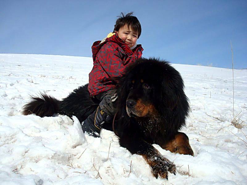 Бурят-монгольский волкодав (хотошо нохой): описание породы с фото и видео