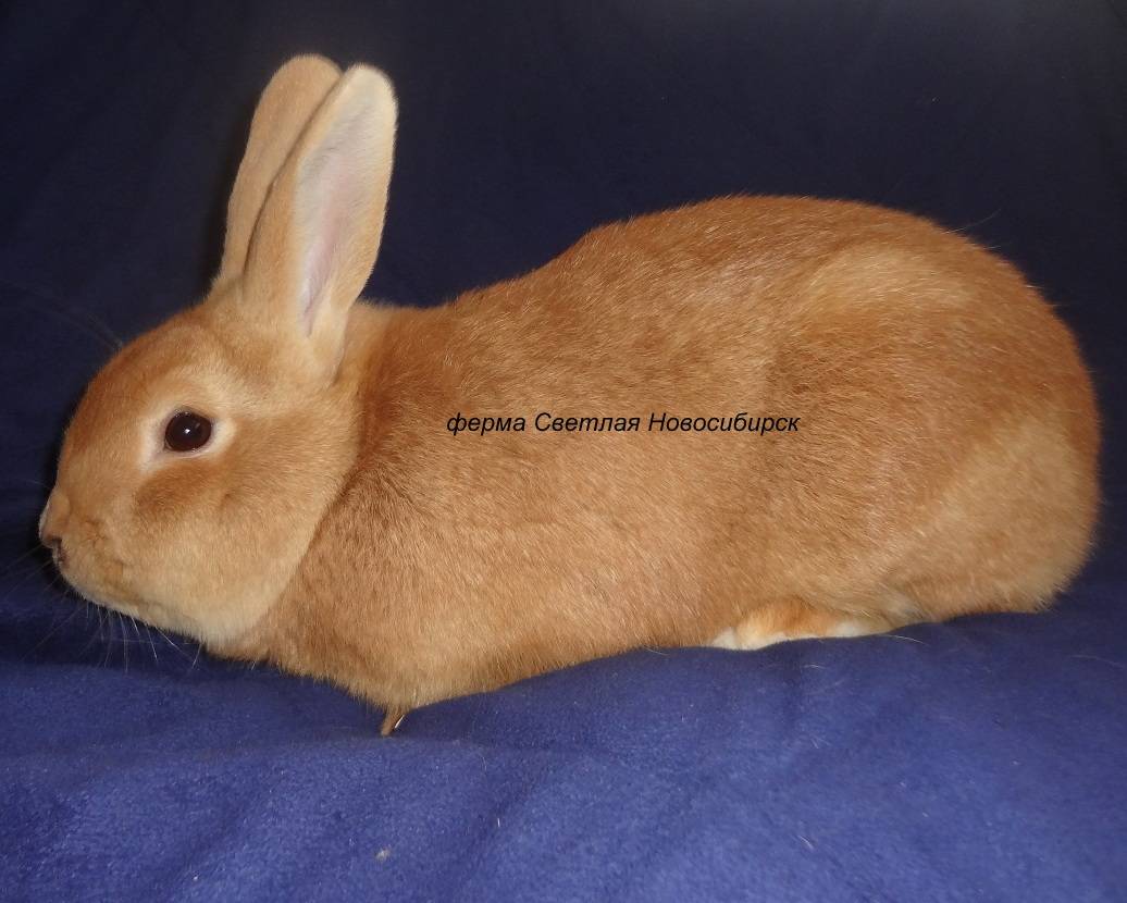 Бургундская порода кроликов - описание и фото