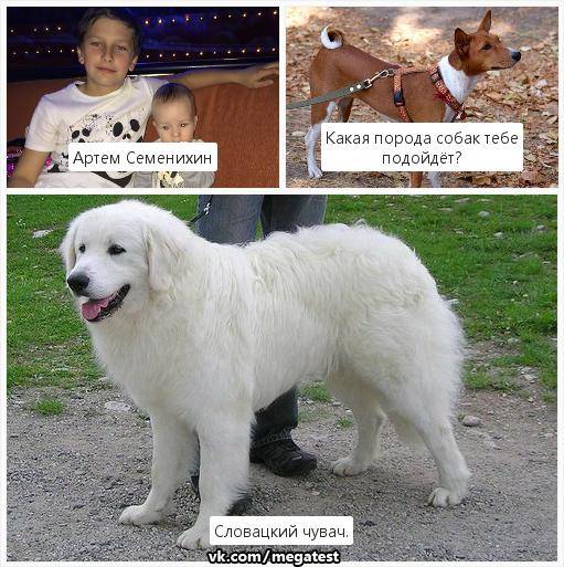 Словацкий чувач — описание породы собак