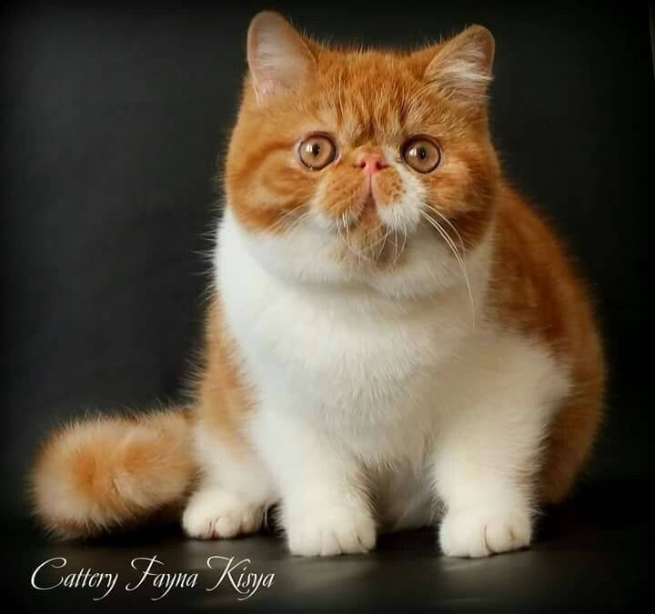Экзотическая кошка