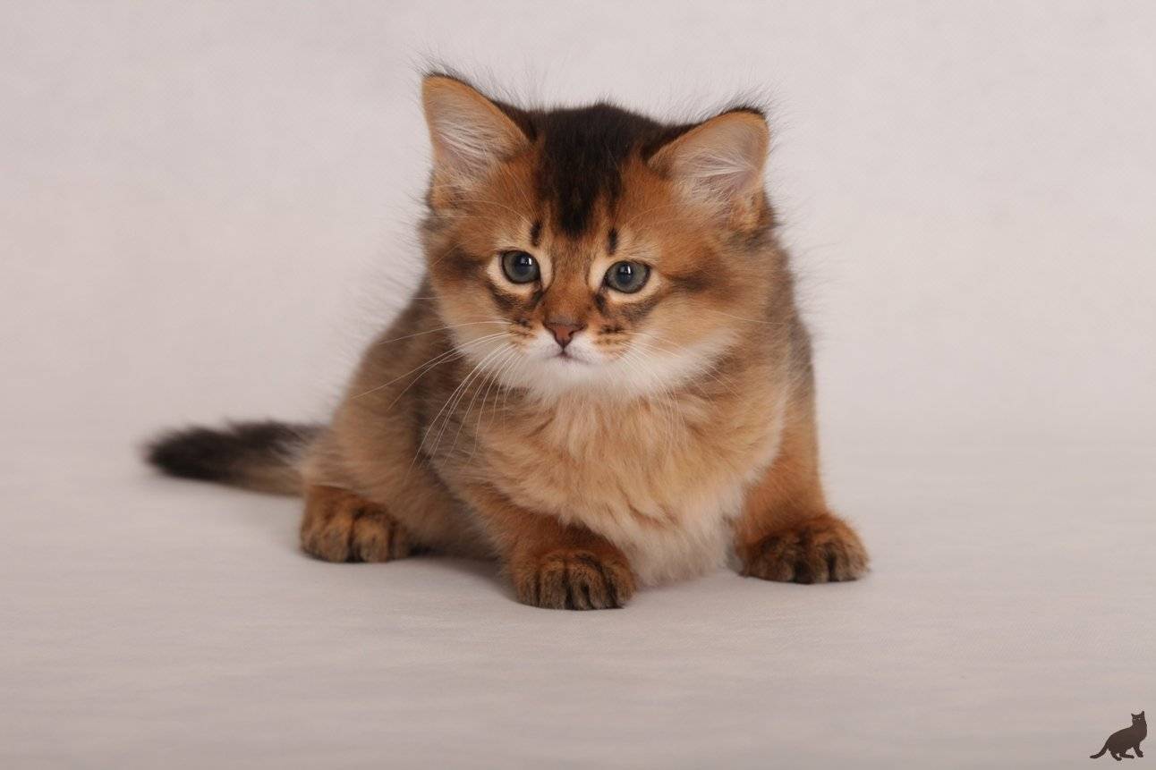 Сомалийская кошка: фото и описание породы, характер, особенности содержания и ухода, отзывы владельцев кота из сомали
