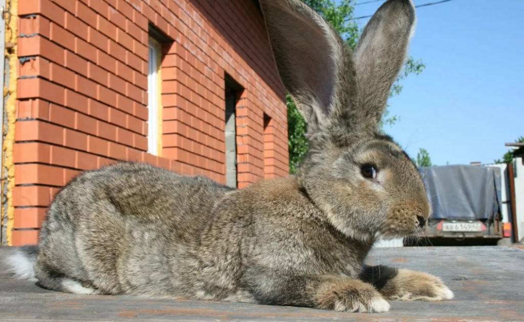 Почему дохнут кролики — основные причины и заболевания