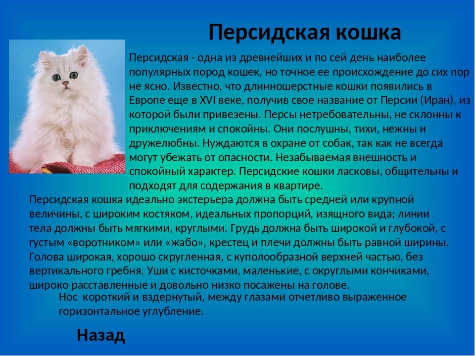 Экзотическая кошка (84 фото): описание короткошерстных и длинношерстных котов породы экзот, характер котят. особенности ухода
