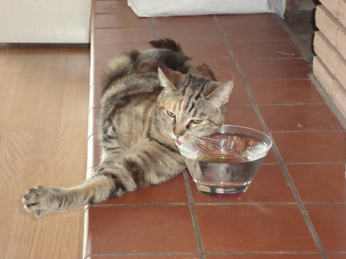 Кот пьет много воды - причины и последствия