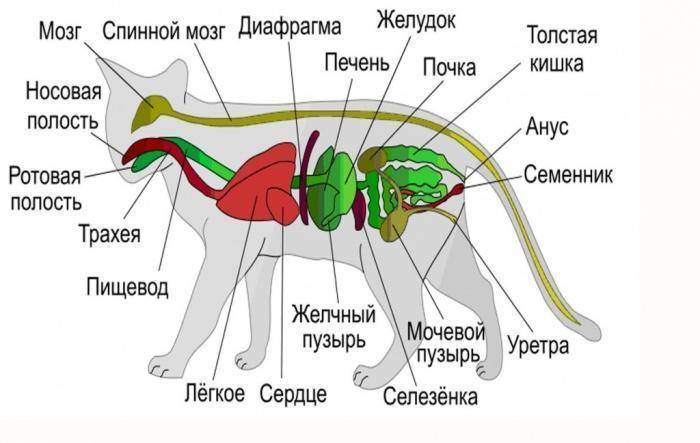 Особенности строения кошек: подробное описание анатомии внутренних органов