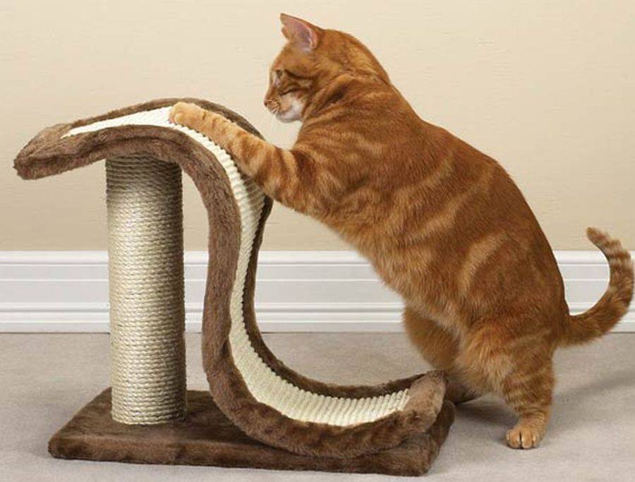 Как отучить кошку царапать обои и мебель