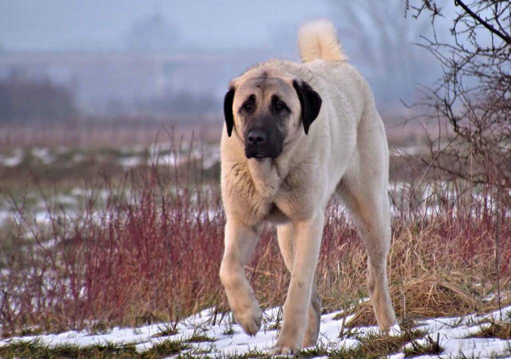 Акбаш (турецкая порода собак): полное описание, характер, уход и цена