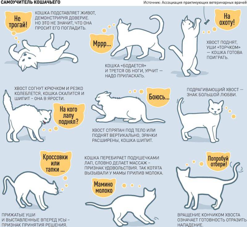 Кошки и их хозяева: любят ли коты своих хозяев и могут ли их забыть?