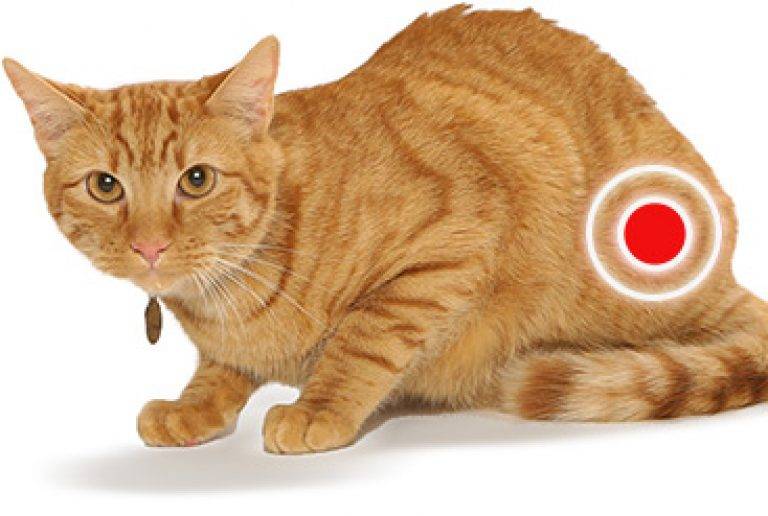 Мочекаменная болезнь у котов: причины, симптомы, лечение | | блог ветклиники "беланта"