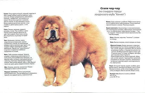 Чау-чау: описание, стандарт, характеристика, содержание собаки