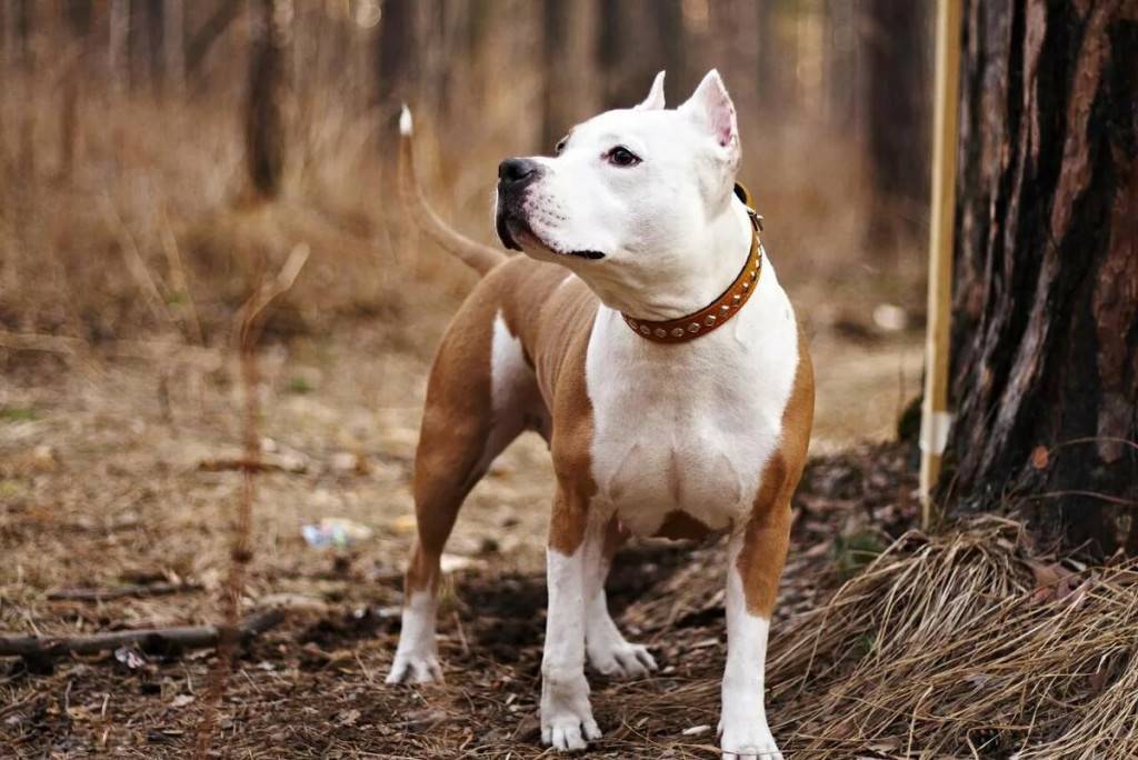 Стаффордширский бультерьер: все о собаке, фото, описание породы, характер, цена
