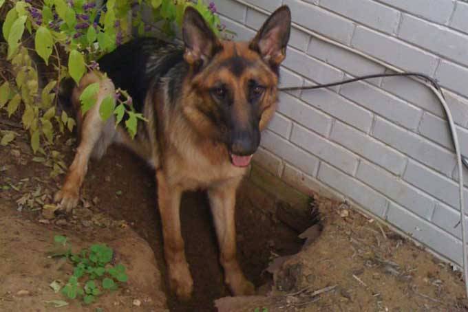 Как отучить собаку копать ямы во дворе
