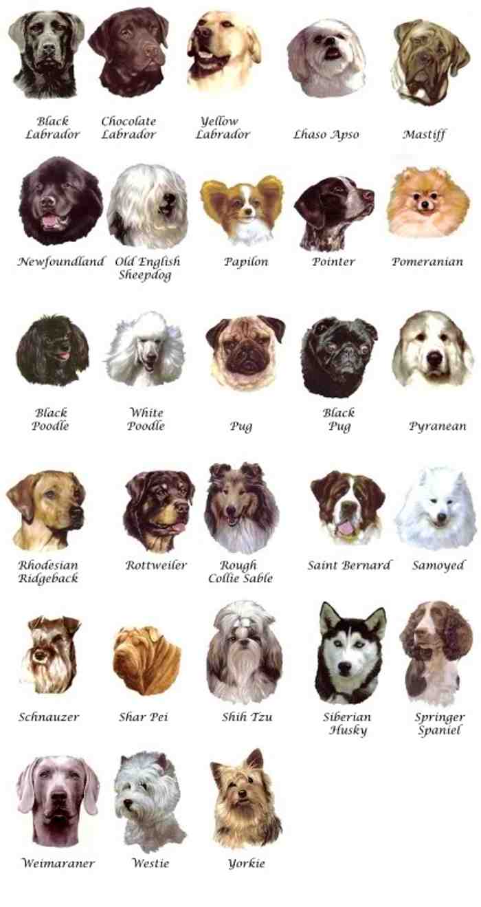 Породы собак средних размеров (69 фото): стандарты роста и веса, обзор красивых и дружелюбных домашних питомцев