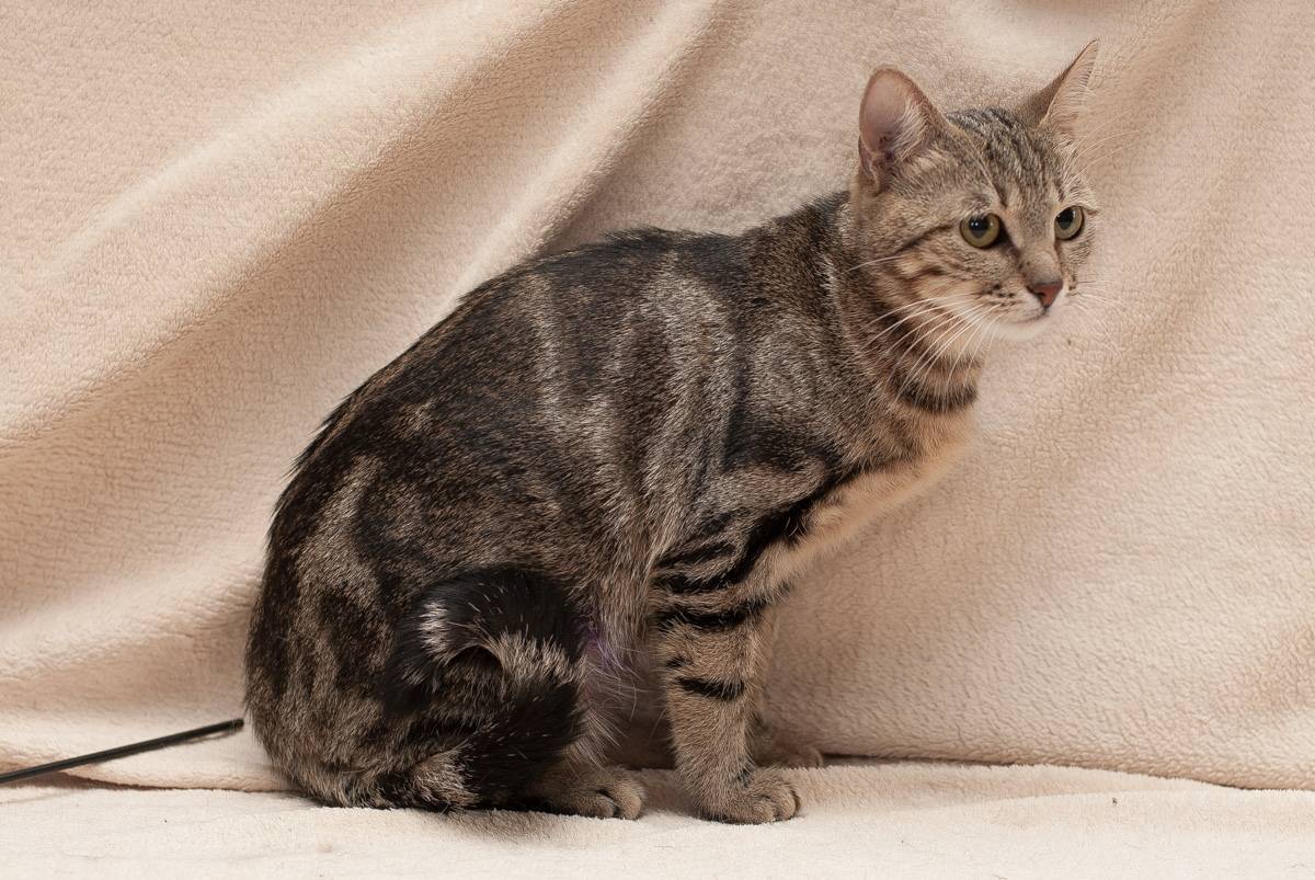 Табби - окрас кошек: фото, породы