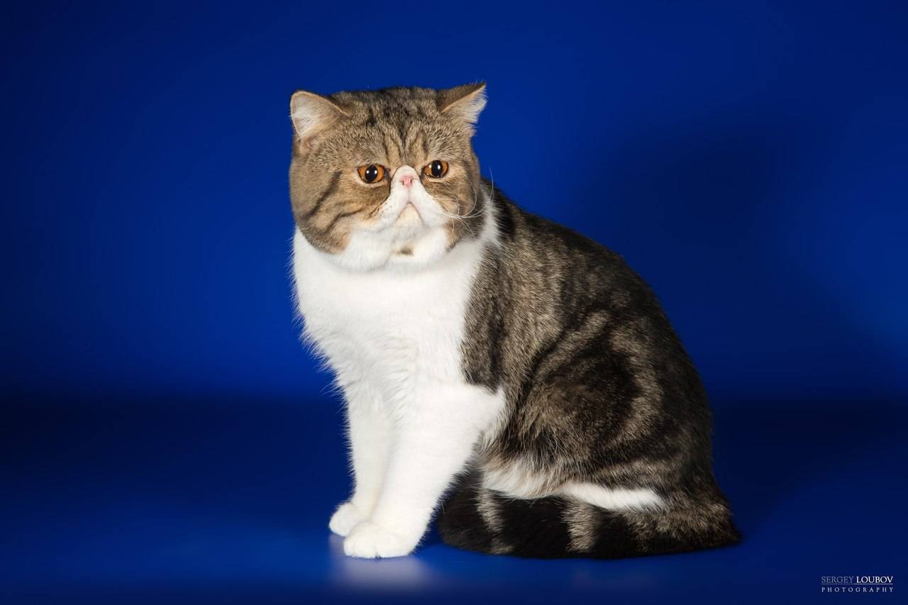Экзотическая короткошерстная кошка: подробное описание, фото, купить, видео, цена, содержание дома
