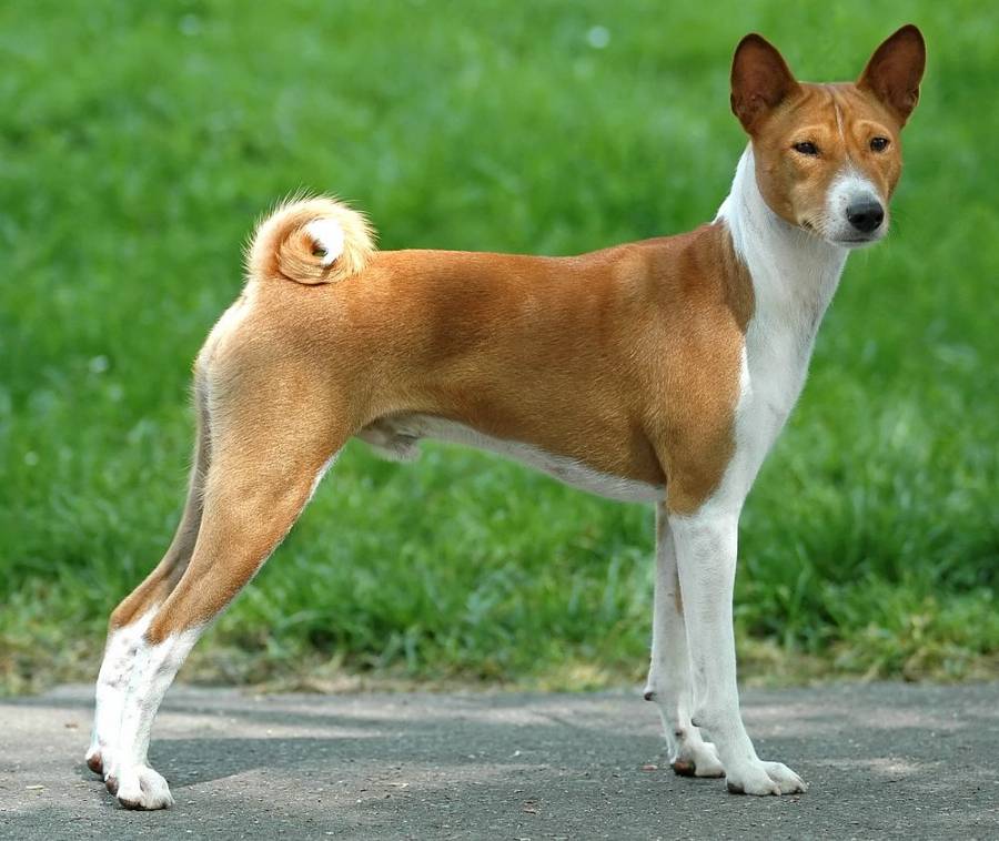 Собака басенджи: фото, описание породы, цена, характер, видео, питомники. - petstime.ru