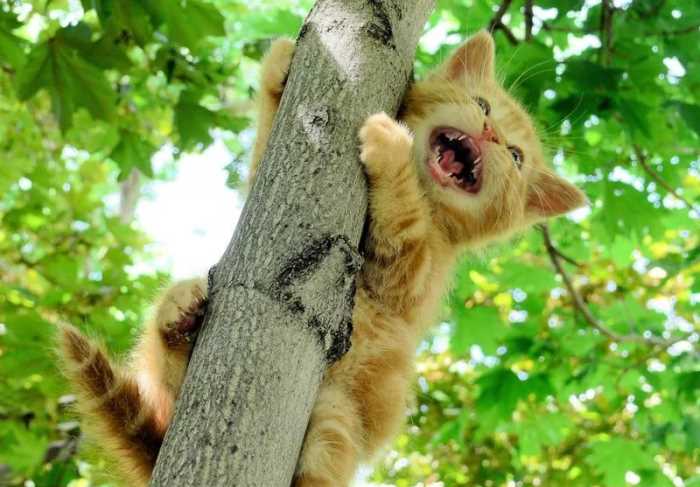Как снять кота с дерева самостоятельно, какая служба снимает кошку с высокого дерева