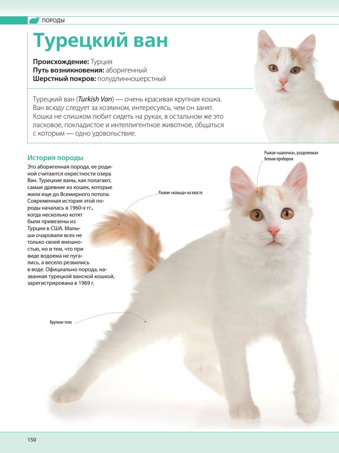 Ванские кошки: фото и характеристики породы, какова цена турецкого вана в россии