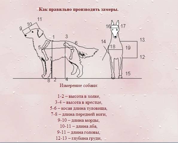 ᐉ холка у собаки: где находится и как правильно измерить - kcc-zoo.ru