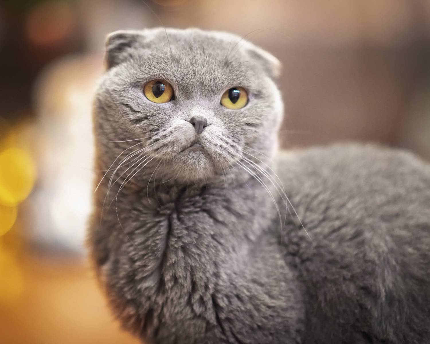 Шотландская вислоухая кошка — стандарт породы, характер, особенности содержания