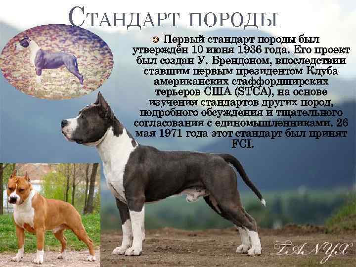 Грейхаунд собака. описание, особенности, уход и цена грейхаунда | sobakagav.ru