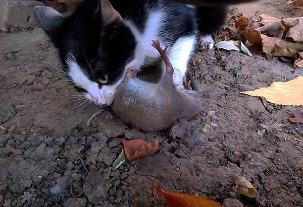 Все ли коты ловят мышей; как узнать, какие кошки лучше всех для ловли — породы кошек, ловящих мышей; что если кот не только охотник на мышей, но и ловит крыс?