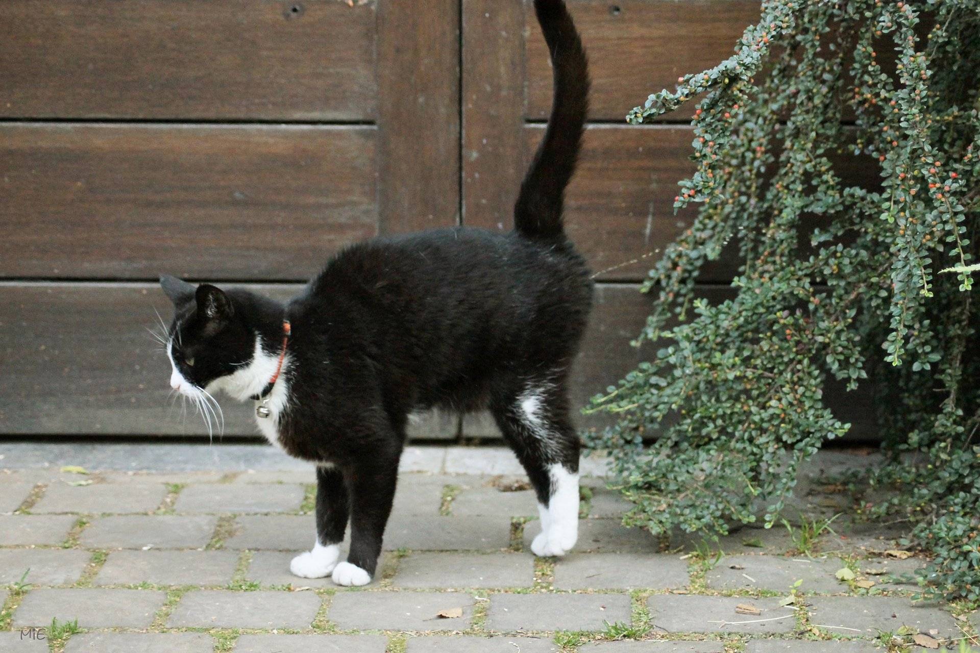 Какие запахи не любят кошки? | | блог ветклиники "беланта"