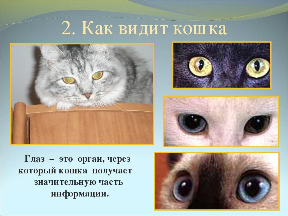 Какие цвета видят кошки - какие различают - kotiko.ru
