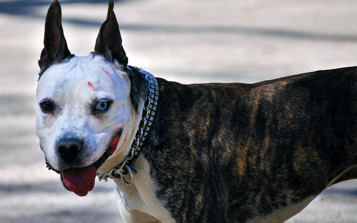 Самые опасные собаки в мире: топ-10 | фото