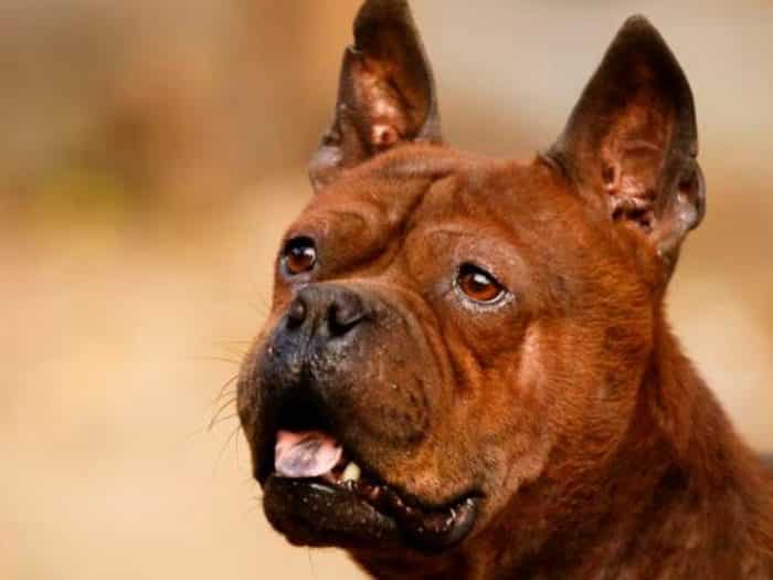 Чунцин собака: происхождение и описание породы,уход,питание,фото,видео