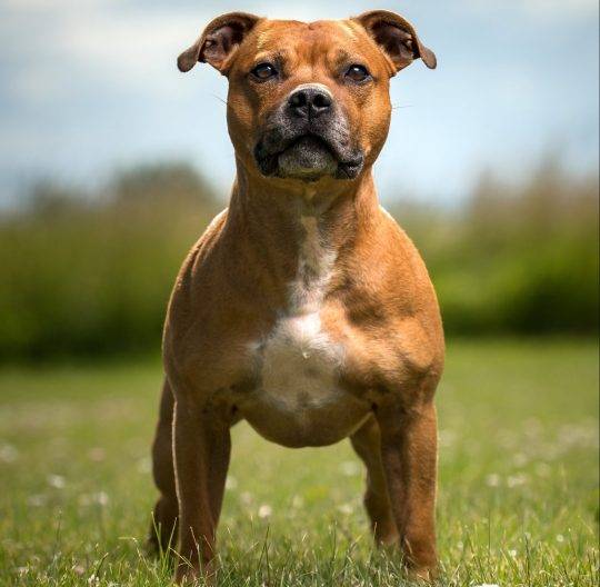 Стаффордширский бультерьер: фото, описание породы собак, характер, стандарт стаффордширских бультерьеров, история породы