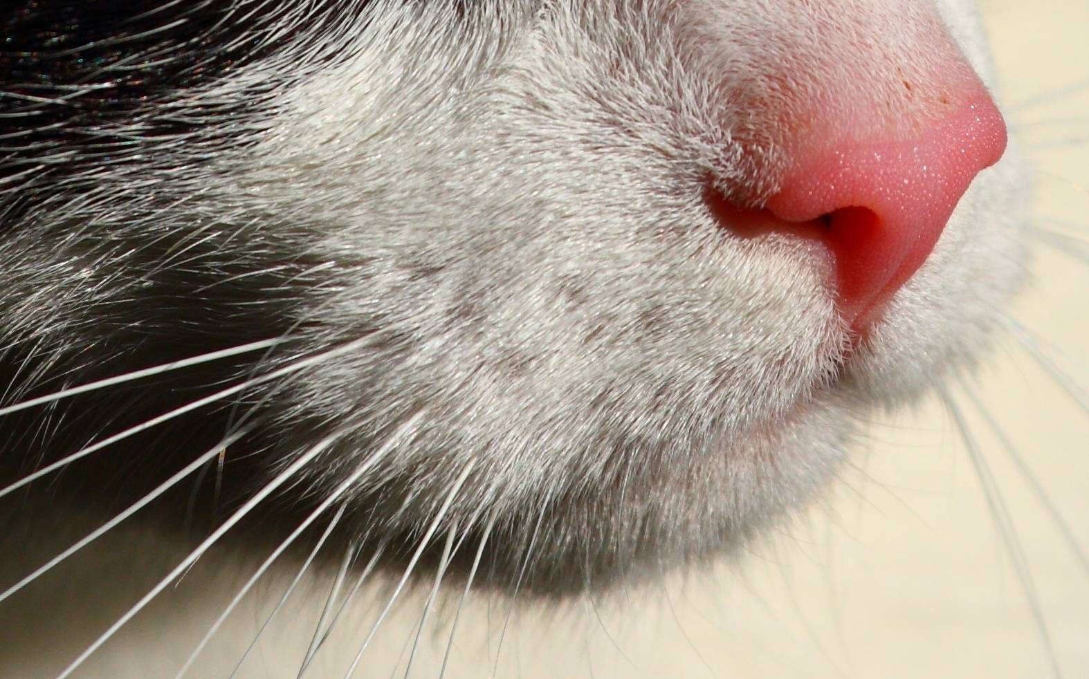 Какой нос должен быть у здорового кота кошки