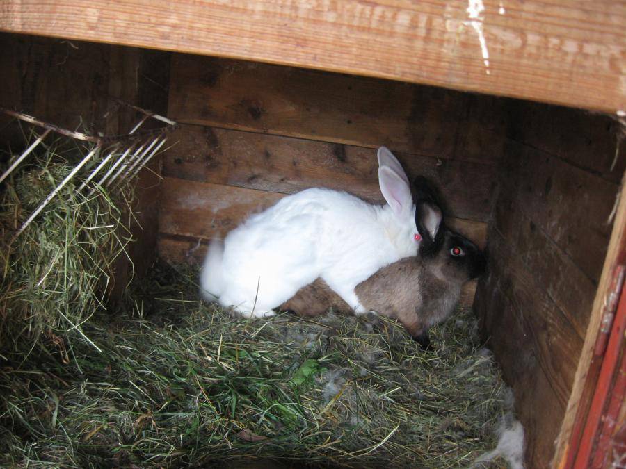 Кролики: разведение и содержание в домашних условиях