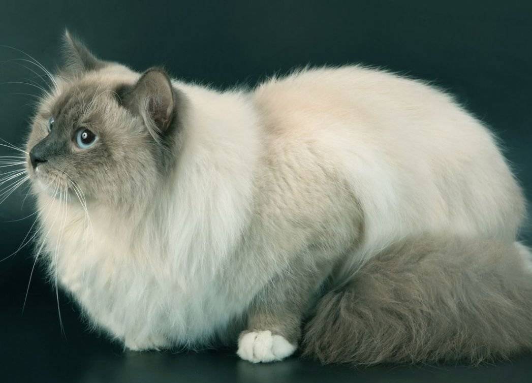 Длинношерстная ориентальная кошка  фото, описание породы, характер, уход, стандарты