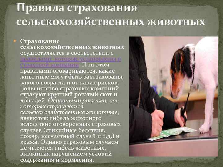 Страхование домашних и сельскохозяйственных животных в россии в 2021 году: виды, правила и предложения страховых компаний
