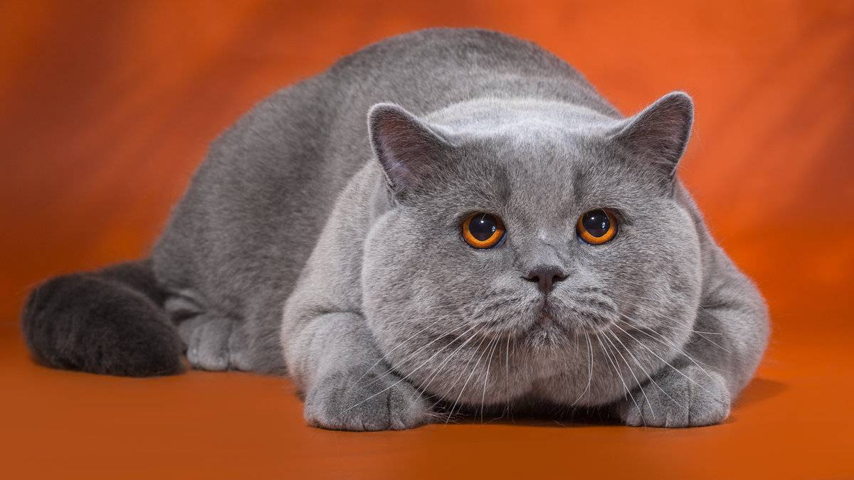 Британская кошка: описание породы и характер, уход и содержание