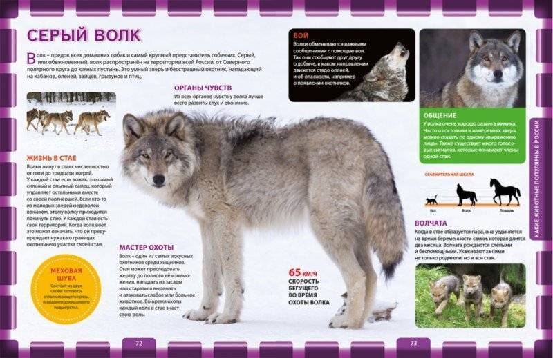Дикие предки домашних собак: обзор пород, похожих на волков